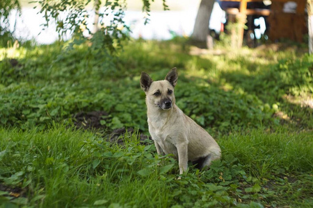 夏天 繁殖 犬科动物 面对 可爱的 外部 草地 宠物 动物