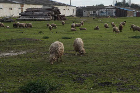 牧场 自然 哺乳动物 农场 兽群 夏天 澳大利亚 农事 草地