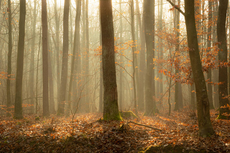 风景 木材 环境 神秘 照亮 自然 美女 树叶 颜色 森林