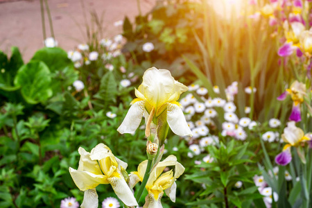 球茎 开花 美丽的 六月 日本 花园 花的 花瓣 颜色 植物学