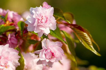 园艺 春天 日本人 花园 粉红色 花的 自然 四月 植物学