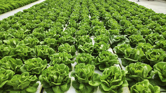 技术 生态学 花园 素食主义者 成长 栽培 食物 房子 收获