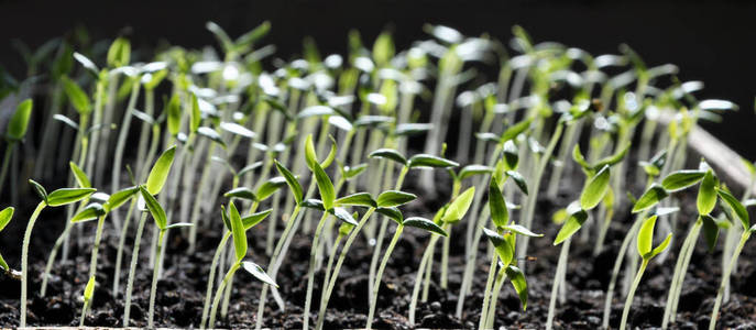 植物 新的 幼树 发芽 幼苗 蔬菜 土壤 土地 楼梯 农场