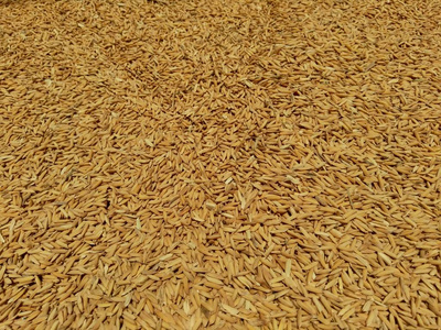粮食 收获 营养 食物 文化 谷类食品 培养 大米 领域