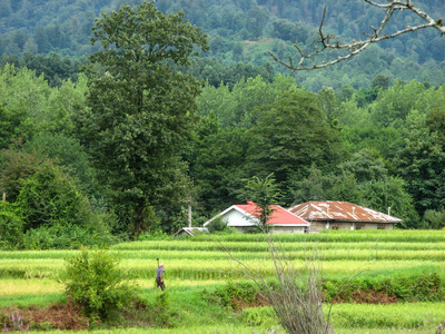 植物 古老的 环境 领域 村庄 公园 颜色 美丽的 旅游业