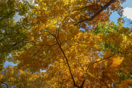 落下 植物区系 木材 十一月 季节 美丽的 阳光 纹理 风景