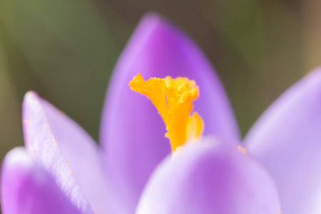 草地 美丽的 紫色 花束 紫罗兰 盛开 花瓣 复活节 植物学