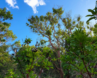 公园 高的 太阳 树叶 植物 木材 分支 自然 以色列 树梢
