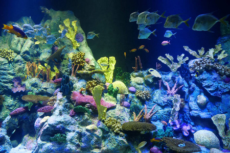 浮动 水肺 深的 美女 五颜六色 魔术 世界 运动 暗礁