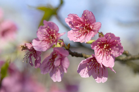 植物区系 自然 花的 特写镜头 日本人 樱桃 美丽的 花瓣
