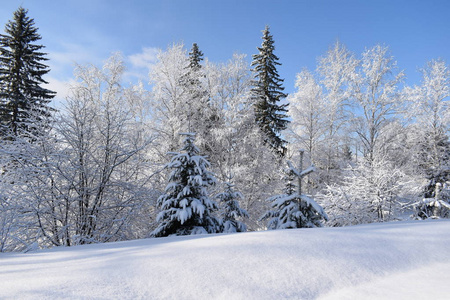 轨道 冬天 冷杉 国家 季节 风景 松木 滑雪 自然 天空