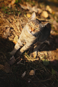 基蒂 毛皮 猫科动物 宠物 可爱的 花园 动物 美丽的 面对