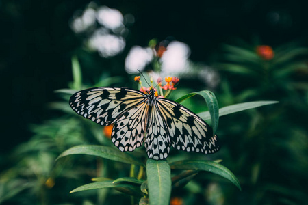 动物群 春天 花蜜 昆虫 特写镜头 蝴蝶 美丽的 颜色 夏天