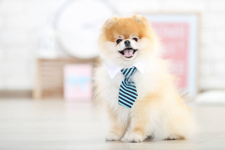 可爱的 动物 肖像 宠物 公寓 血统 小狗 犬科动物 领带