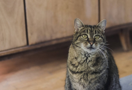 变模糊 特写镜头 络腮胡子 小猫 野猫 基蒂 睡觉 哺乳动物