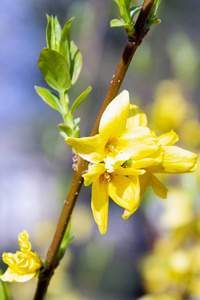 连翘 美丽的 夏天 花园 颜色 花瓣 特写镜头 开花 季节