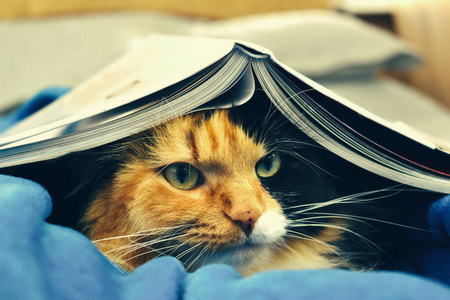 猫躲在书里。可爱的毛毯猫