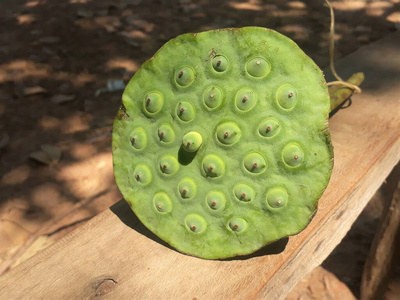 盛开 花瓣 花园 睡莲 美丽的 开花 自然 夏天 粉红色