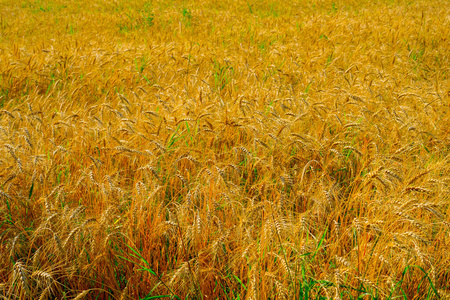 粮食 面包 农业 风景 秋天 黑麦 植物 种子 乡村 夏天