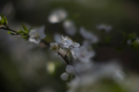 蜻蜓 翅膀 昆虫 缺陷 特写镜头 花园 蜜蜂 野生动物 夏天