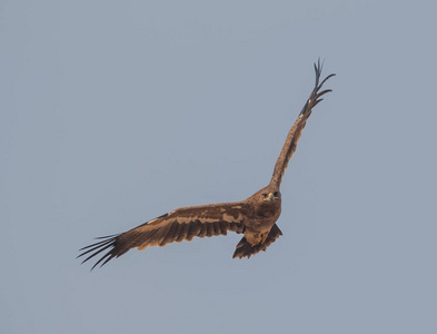 印第安人 一月 比卡内尔 猛禽 观鸟 沙漠 野生动物 拉贾斯坦邦