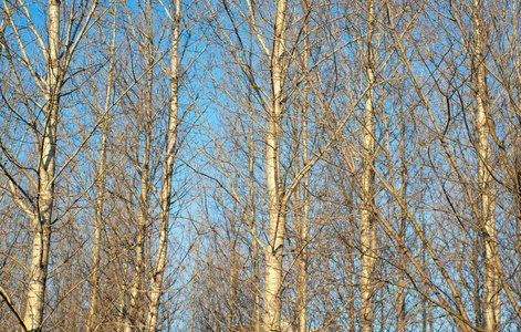 公园 冬天 风景 森林 美丽的 木材 寒冷的 自然 分支