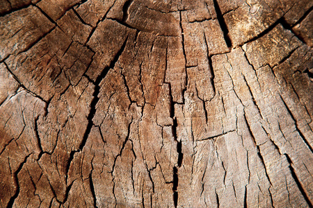 木柴 自然 树干 修剪 木材 年龄 纹理 边境 生活 木板