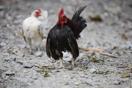 公鸡 农业 夏天 牧场 血清 自由的 动物 特写镜头 农场