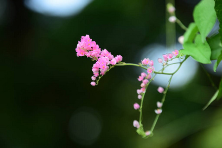 植物学 植物 特写镜头 花瓣 自然 颜色 季节 美女 花园