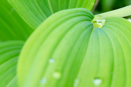 颜色 静脉 液滴 花园 透明的 雨滴 树叶 环境 早晨 植物