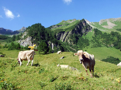 自然 乳制品 阿尔卑斯山 农事 哺乳动物 小山 牲畜 草地