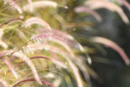 开花 粉红色 盛开 美女 植物 颜色 花园 植物区系 生长