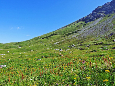 欧洲 农场 农事 旅行 美丽的 牧场 场景 徒步旅行 小山