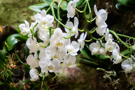 自然 花的 灌木 蝴蝶兰 成长 花园 植物学 盛开 特写镜头