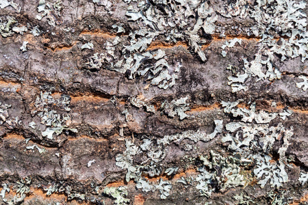 自然 古老的 材料 树皮 植物 树干 特写镜头 木材 皮肤