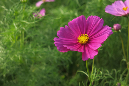 花园 颜色 美女 植物区系 花瓣 粉红色 美丽的 自然 宇宙