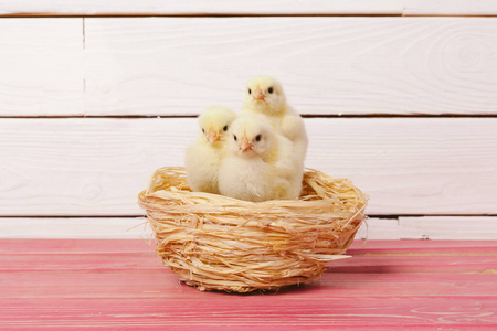 动物 演播室 鸡蛋 站立 农场 宠物 春天 新生儿 特写镜头