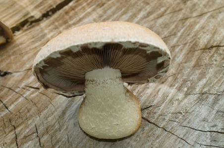 食物 自然 真菌 苔藓 木材 季节 寄生虫 蘑菇 公园 树皮