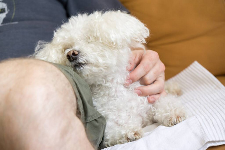 美丽的 犬科动物 动物 小狗 可爱的 血统 繁殖 房子 有趣的