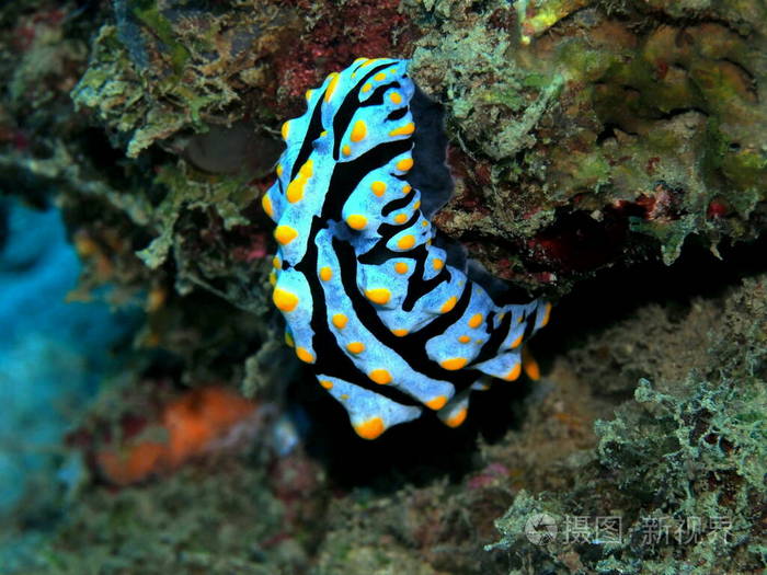 世界 珊瑚 软体动物 潜水 鼻涕虫 海洋 动物 自然 热带