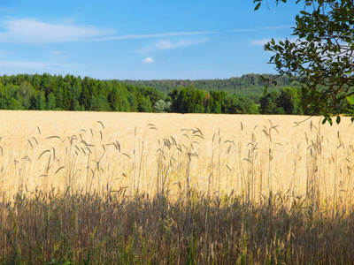 小麦 农业 领域 植物 夏天 粮食 收获 农场 俄罗斯 草地
