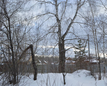 木材 天气 风景 森林 公园 季节 寒冷的 自然 冬天 场景