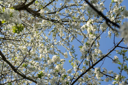 闪耀 斯洛伐克 粉红色 森林 季节 夏天 春天 日光 阅读