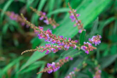 盛开 花的 花园 美丽的 美女 自然 夏天 季节 春天 植物区系