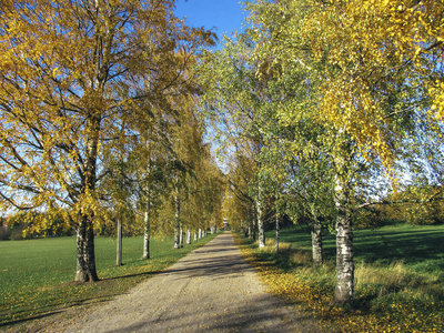 自然 美丽的 公园 秋天 森林 季节 树叶 阳光 风景 落下