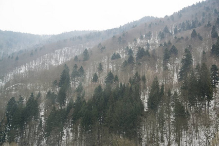 雪花 斯洛伐克 冰冷的 森林 纹理 特写镜头 自然 晶体