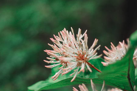 公园 环境 仙丹花 植物学 盛开 茜草科 春天 颜色 紫色