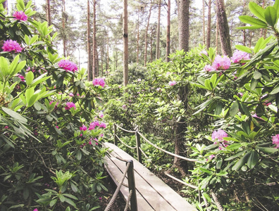 自然 植物 开花 花园 公园 夏天