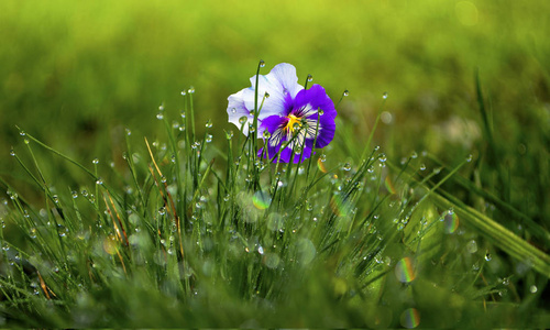 植物 美女 美丽的 领域 颜色 开花 植物区系 紫罗兰 草地