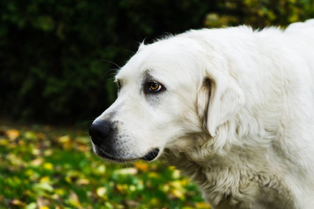 可爱极了 花园 繁殖 动物 犬科动物 朋友 毛皮 肖像 小狗